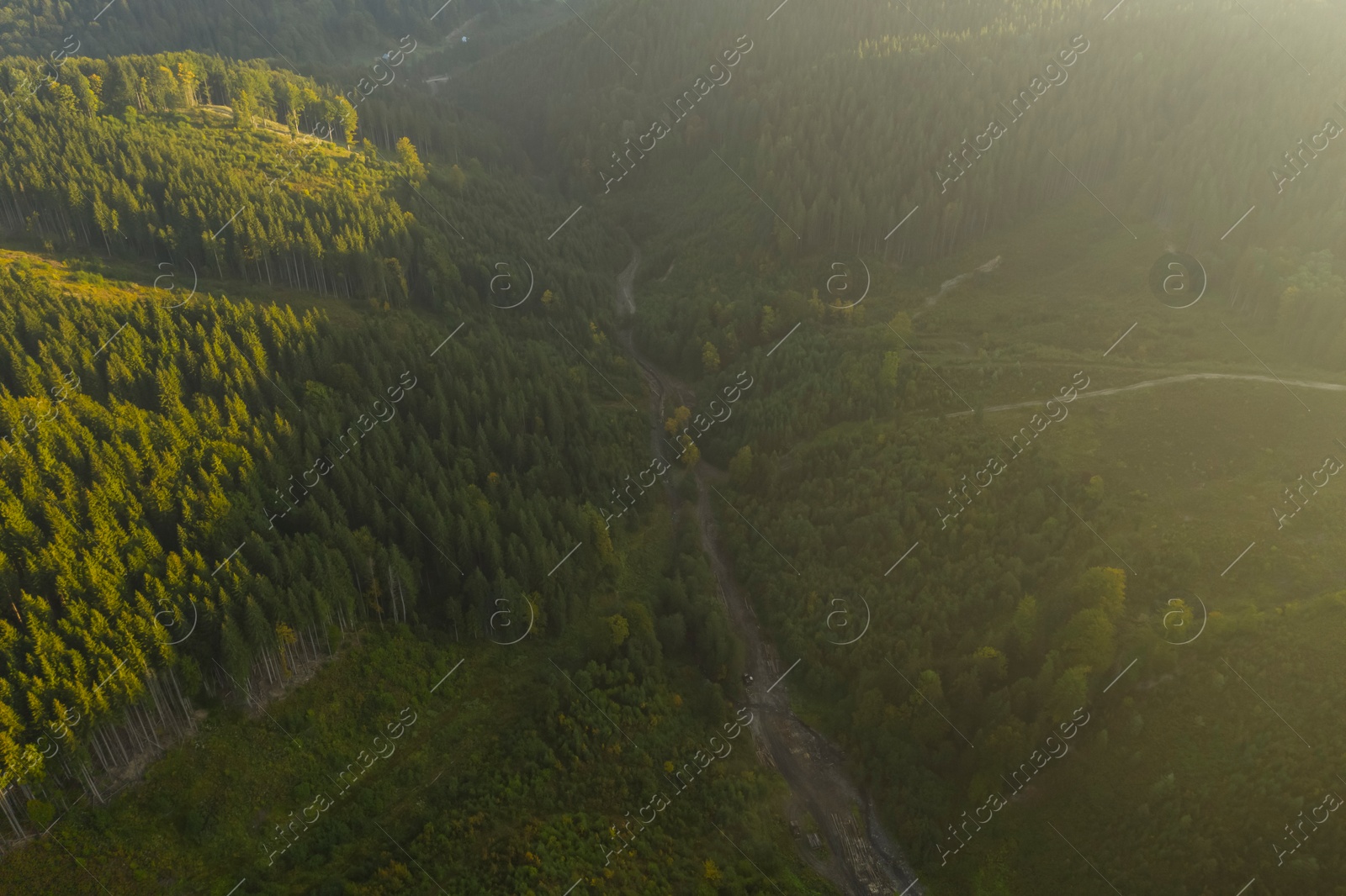 Image of Aerial view of green trees and road in mountains on sunny day. Drone photography