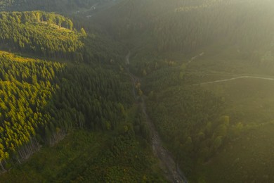 Aerial view of green trees and road in mountains on sunny day. Drone photography