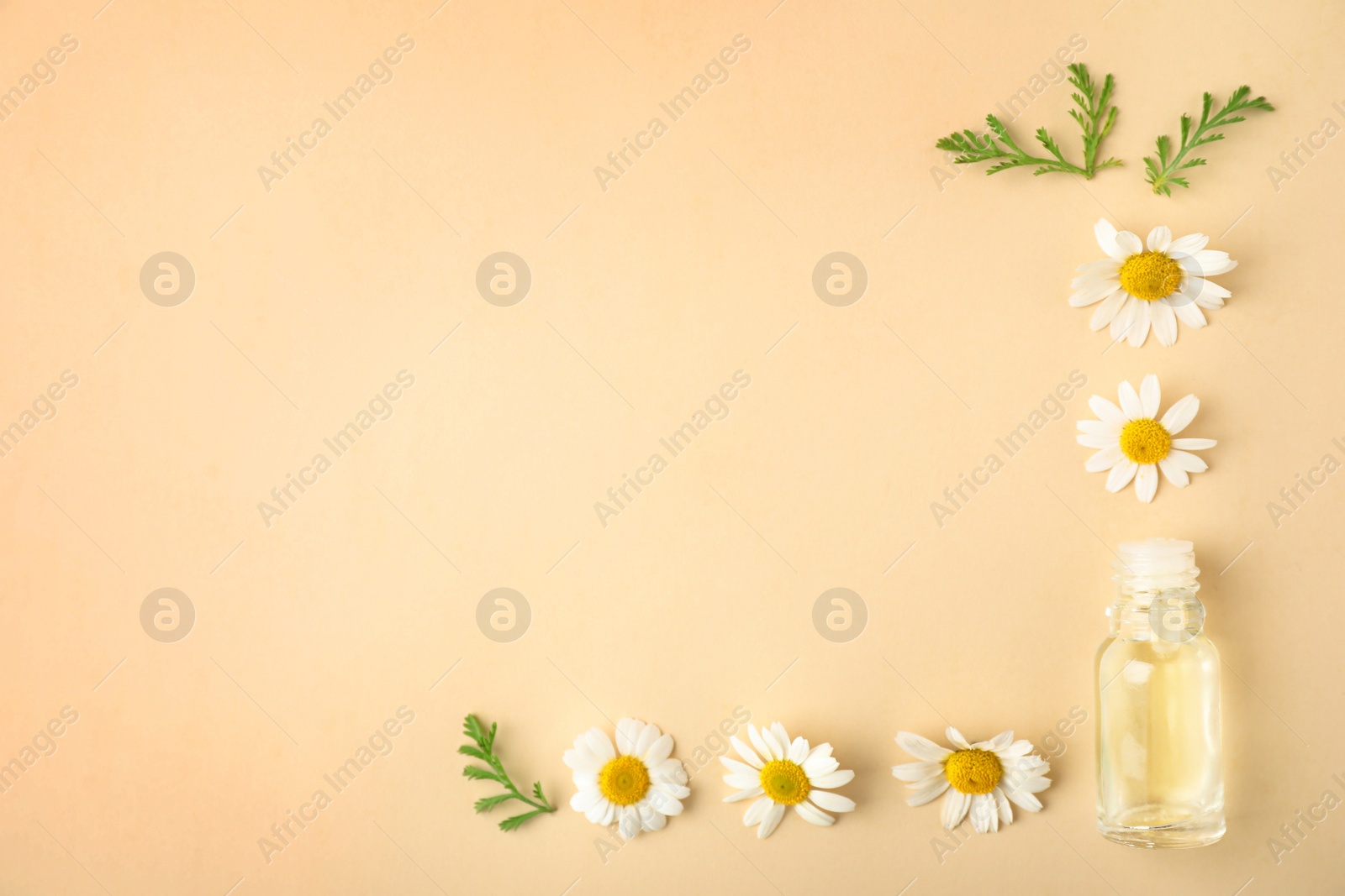 Photo of Bottle of essential oil and chamomile flowers on color background, flat lay. Space for text