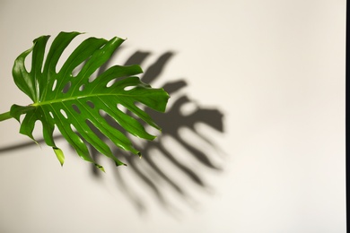 Fresh tropical monstera leaf on light background