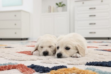 Cute little puppies lying on carpet at home