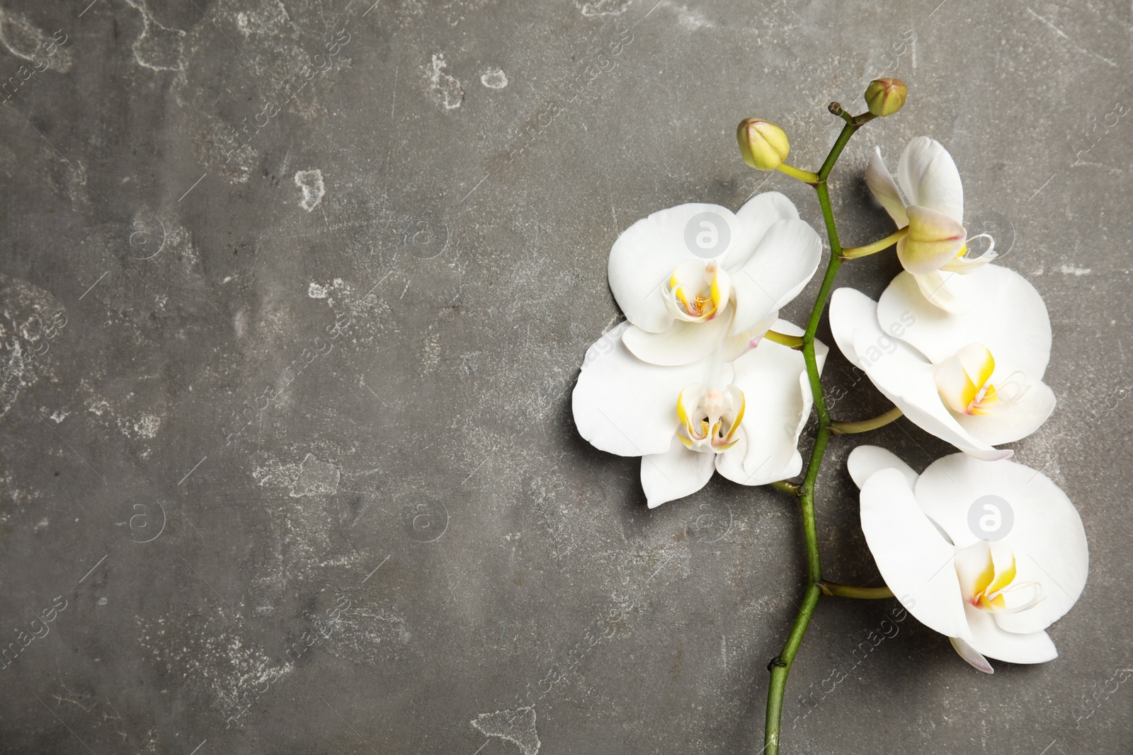 Photo of Branch with beautiful tropical orchid flowers on grey background, top view. Space for text