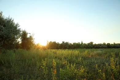 Photo of Beautiful field at sunrise. Early morning landscape