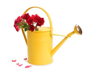 Beautiful roses in watering can isolated on white