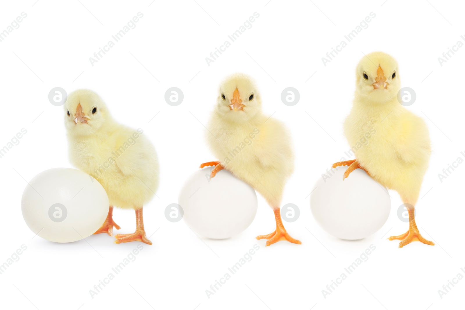 Image of Collage with small cute baby chicken and egg isolated on white