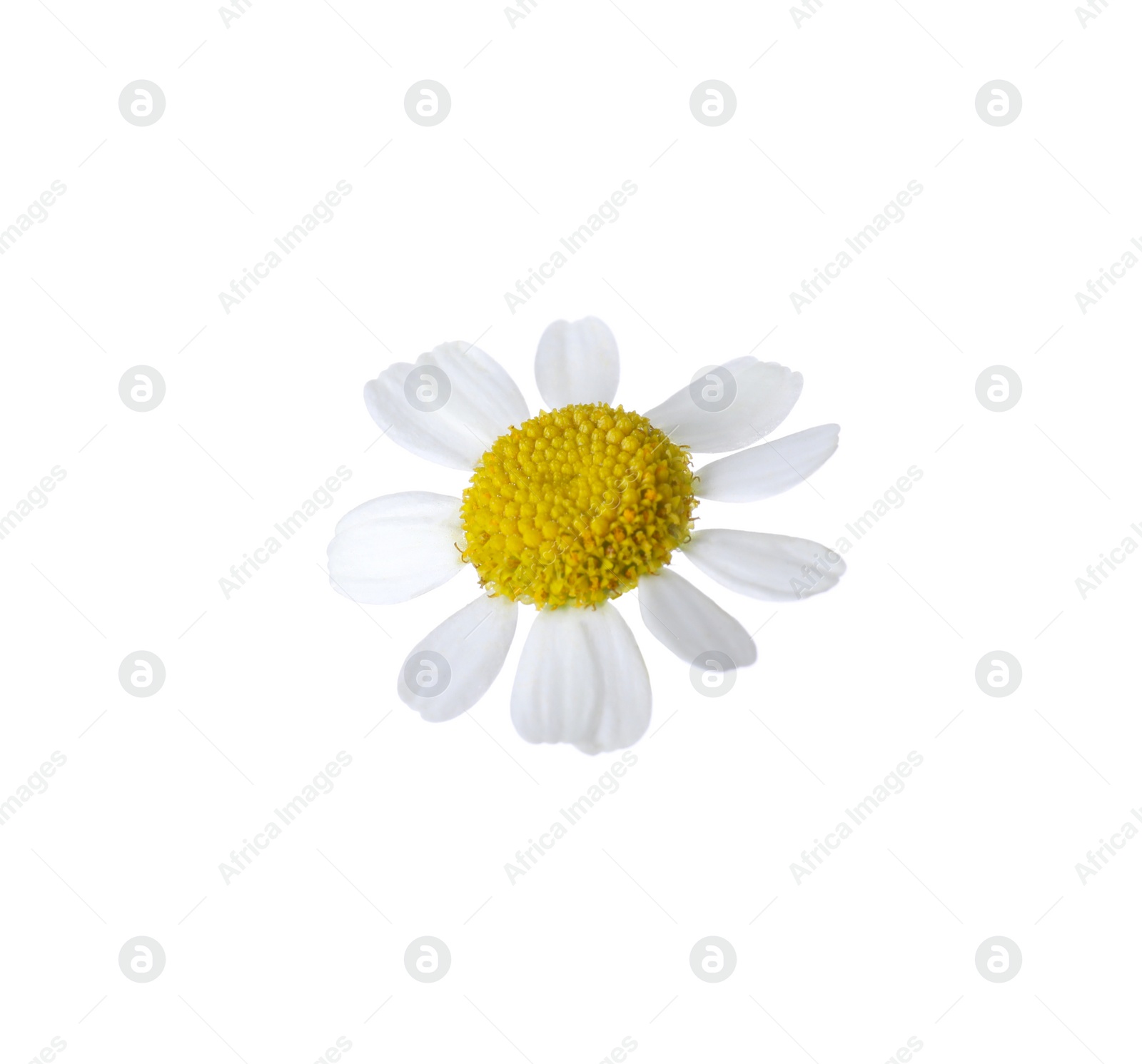 Photo of Beautiful small chamomile flower isolated on white