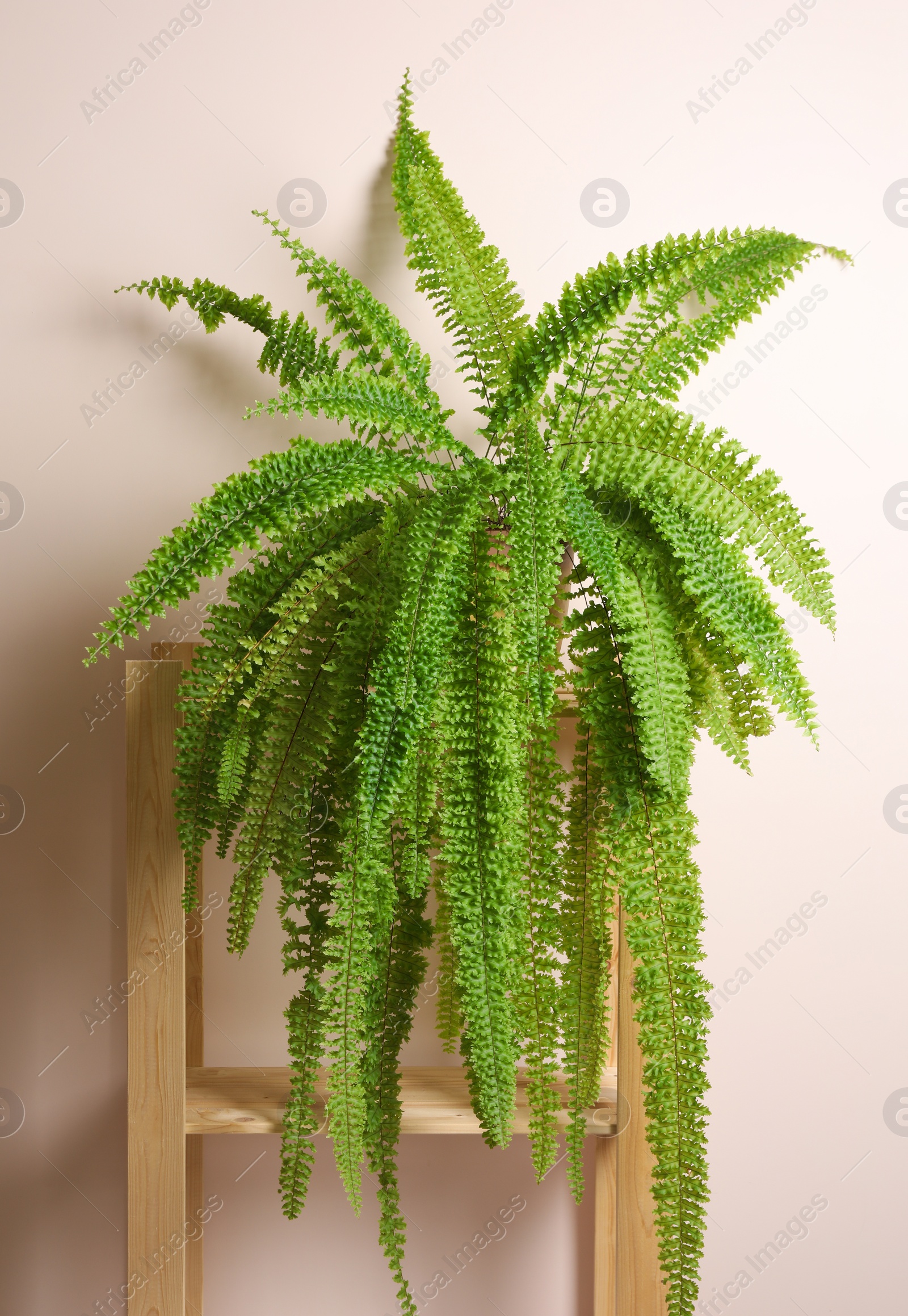 Photo of Beautiful fern plant on wooden rack near beige wall. House decor