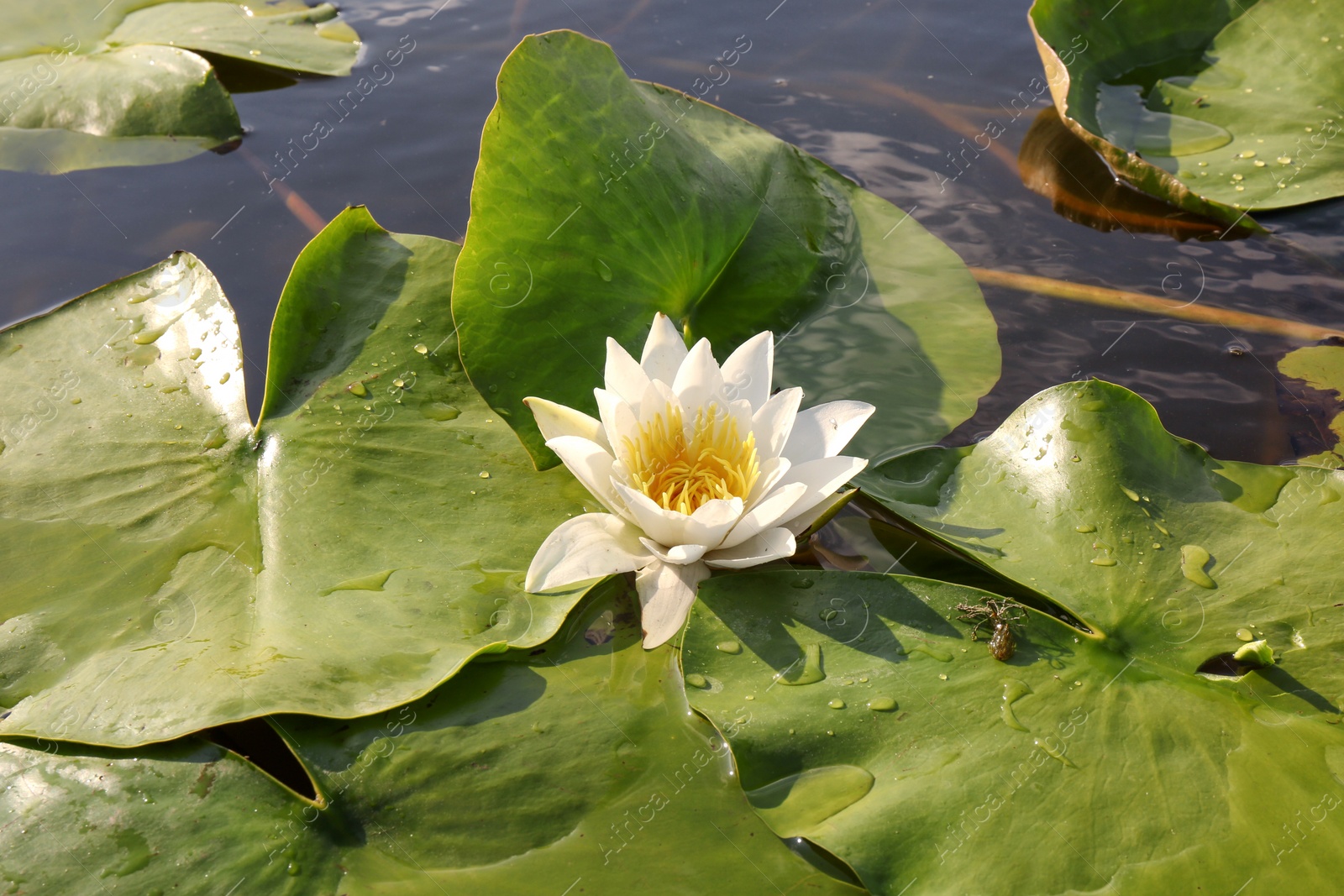 Photo of Beautiful white water lily in pond, closeup