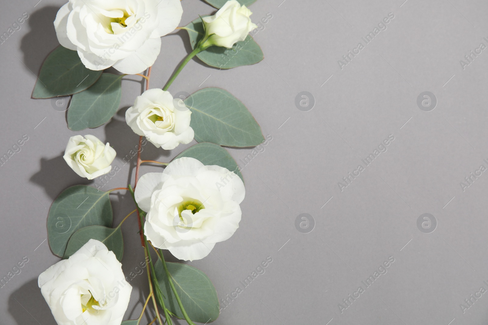 Photo of Eucalyptus branches with fresh green leaves and flowers on gray background. Flat lay composition with space for design