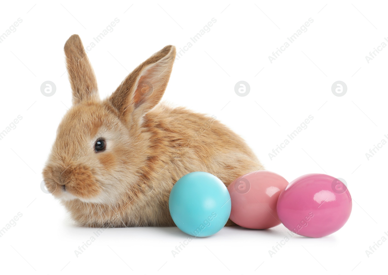 Photo of Adorable furry Easter bunny and colorful eggs on white background