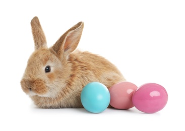 Adorable furry Easter bunny and colorful eggs on white background