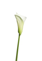 Photo of Beautiful calla lily flower on white background