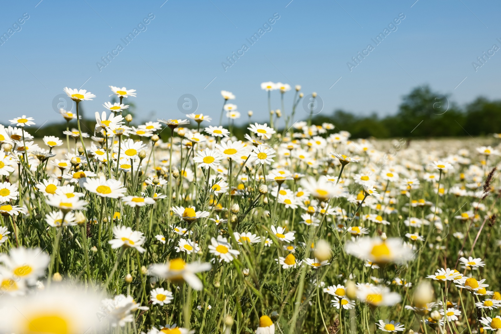 Photo of Closeup view of beautiful chamomile field on sunny day