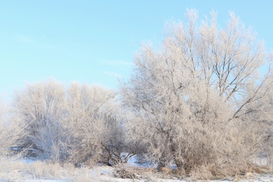 Photo of Trees covered with hoarfrost outdoors on winter morning