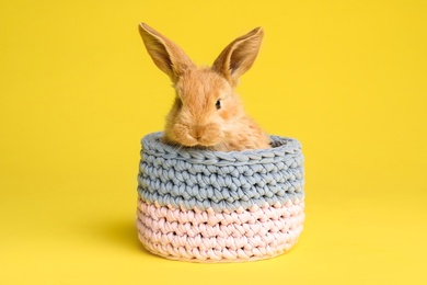 Adorable furry Easter bunny in basket on color background