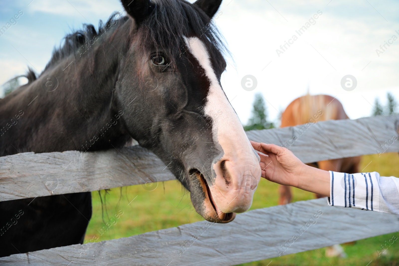 Photo of Woman stroking beautiful horse near wooden fence outdoors, closeup. Lovely domesticated pet