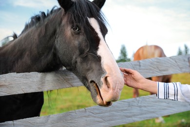 Woman stroking beautiful horse near wooden fence outdoors, closeup. Lovely domesticated pet