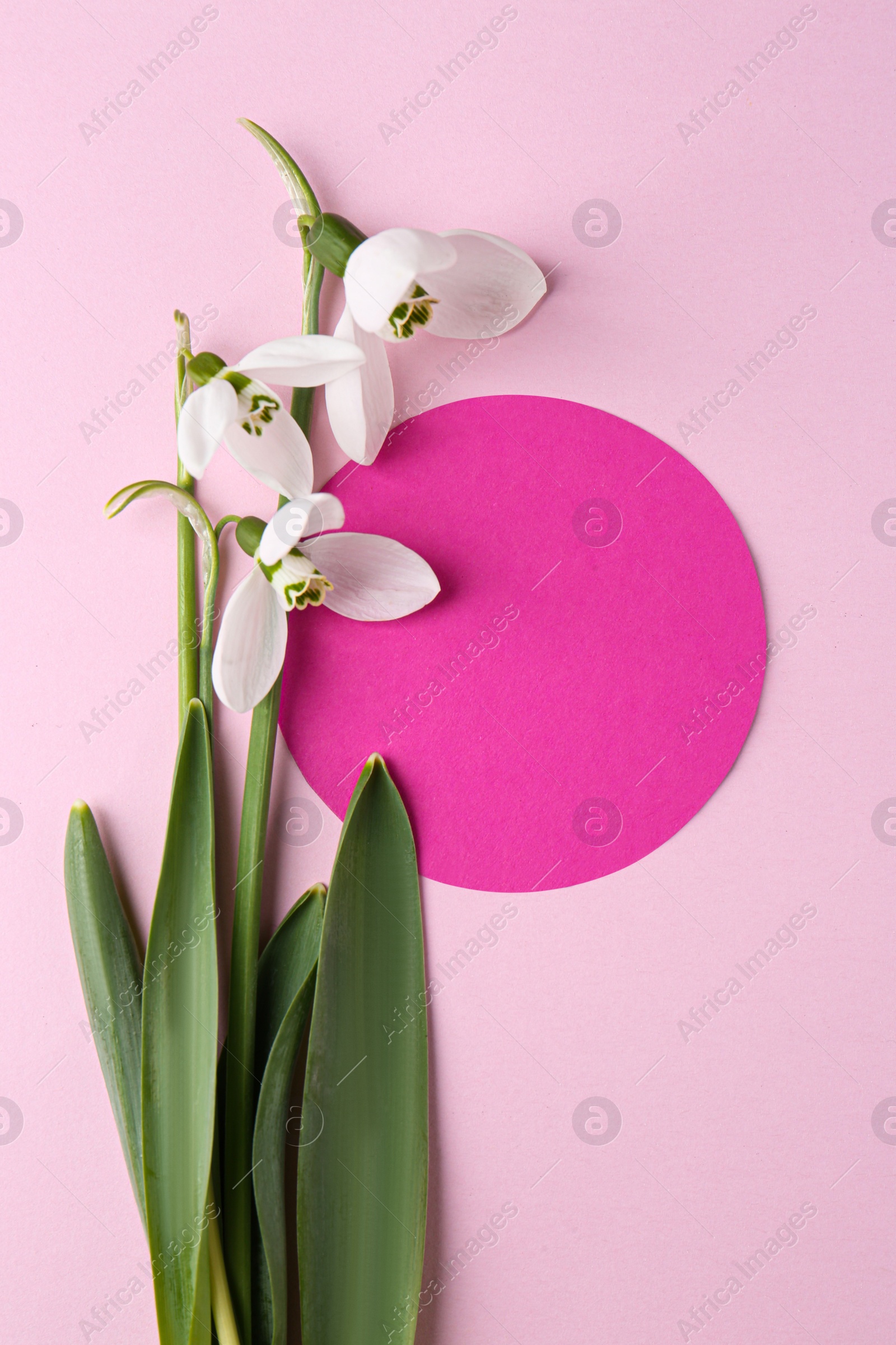 Photo of Beautiful snowdrops and paper card on pink background, flat lay. Space for text