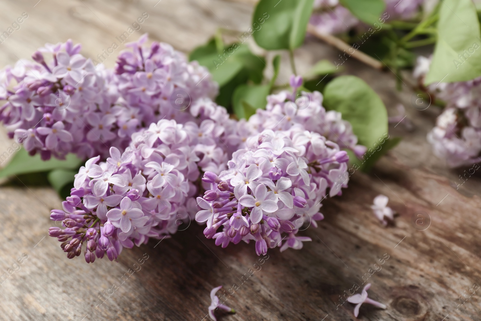 Photo of Blossoming lilac on wooden background. Spring flowers