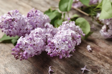 Blossoming lilac on wooden background. Spring flowers