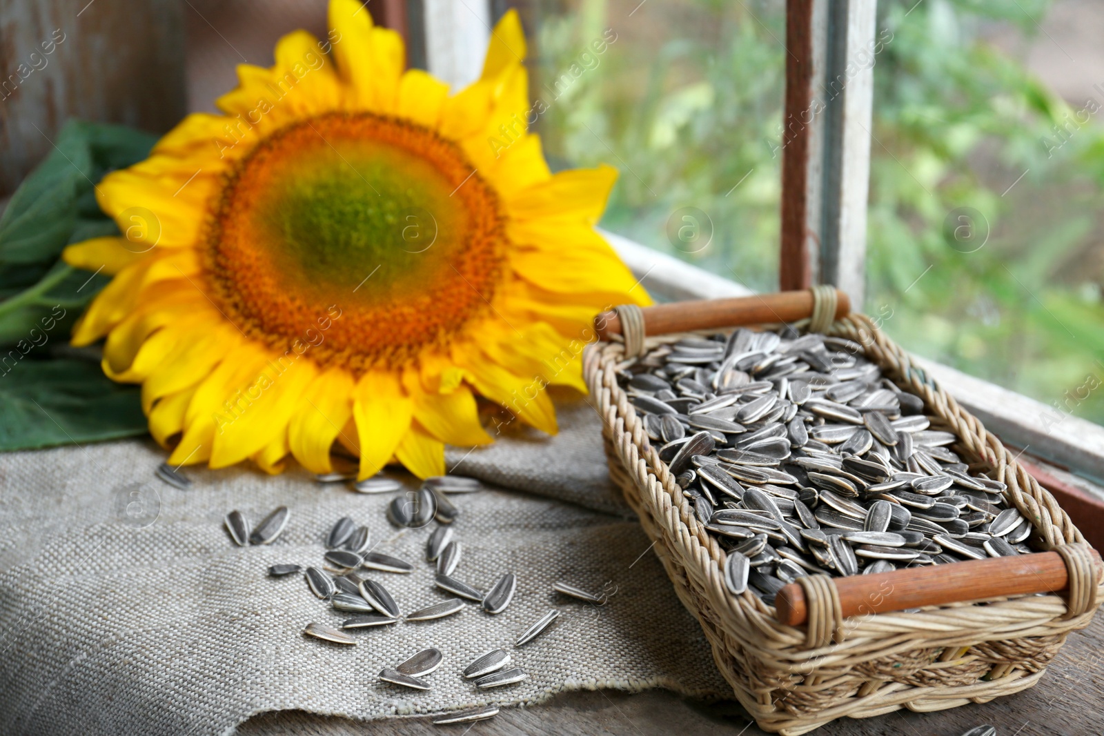 Photo of Organic sunflower seeds and flower on cloth near window