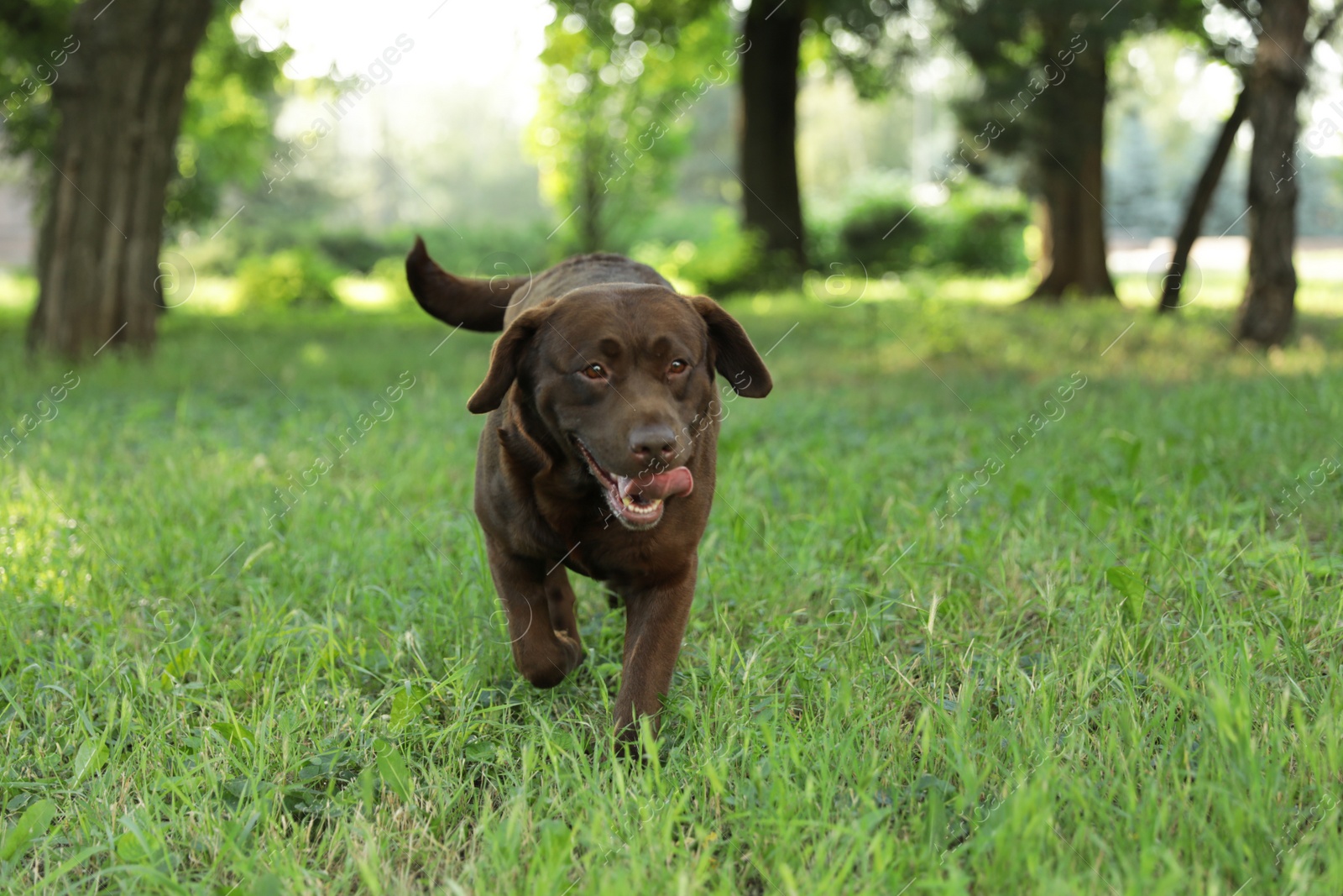 Photo of Cute Chocolate Labrador Retriever in green summer park