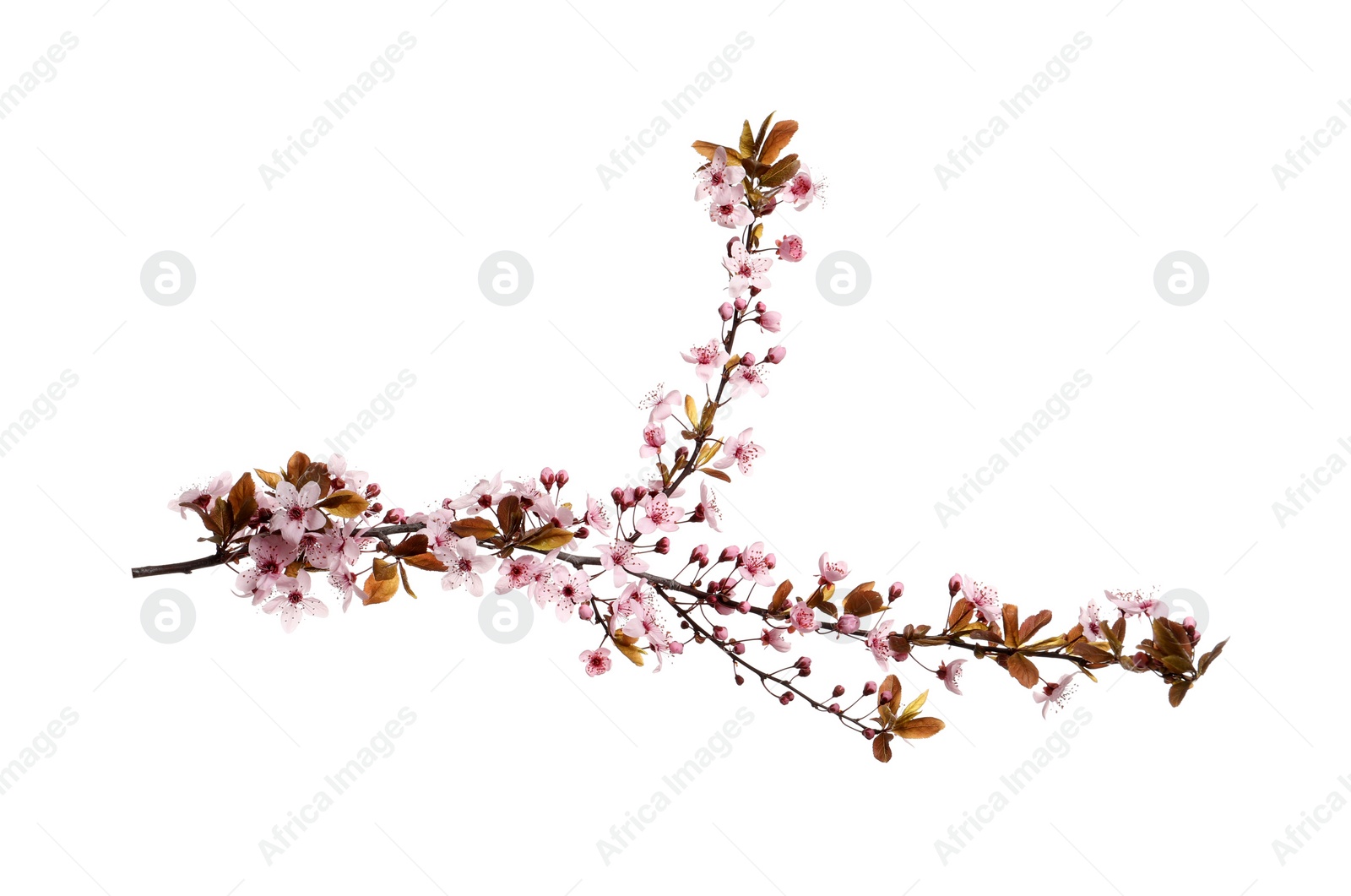 Photo of Cherry tree branch with beautiful pink blossoms isolated on white