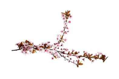 Cherry tree branch with beautiful pink blossoms isolated on white