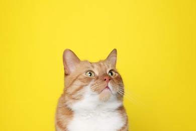 Photo of Cute ginger cat on yellow background. Adorable pet