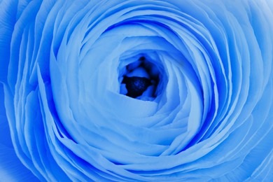 Image of Beautiful light blue ranunculus flower as background, closeup