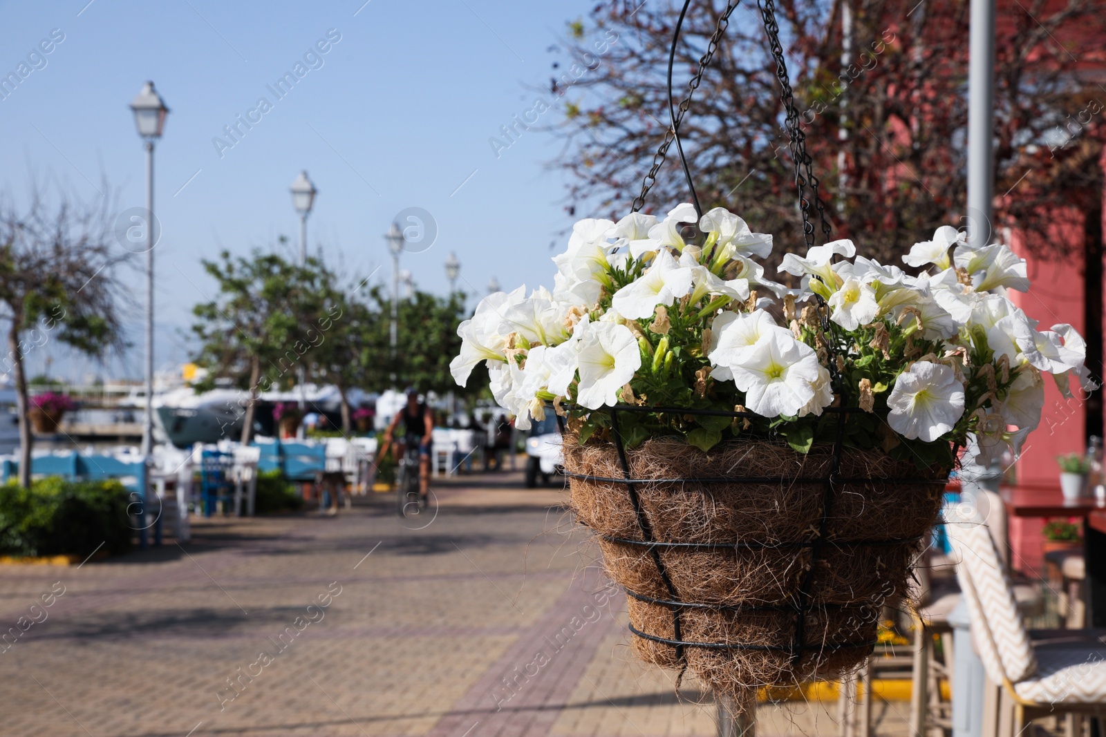 Photo of Hanging pot with beautiful blooming petunia flowers on city street. Space for text