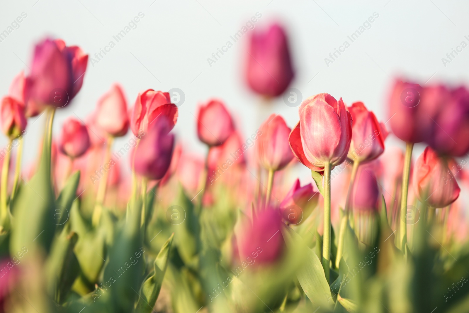 Photo of Field with fresh beautiful tulips. Blooming flowers