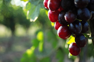 Fresh ripe juicy grapes growing on branch outdoors, closeup