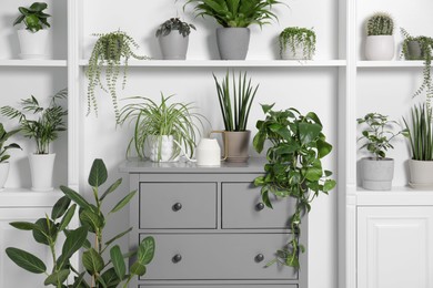 Photo of Green houseplants in pots and watering can near white wall