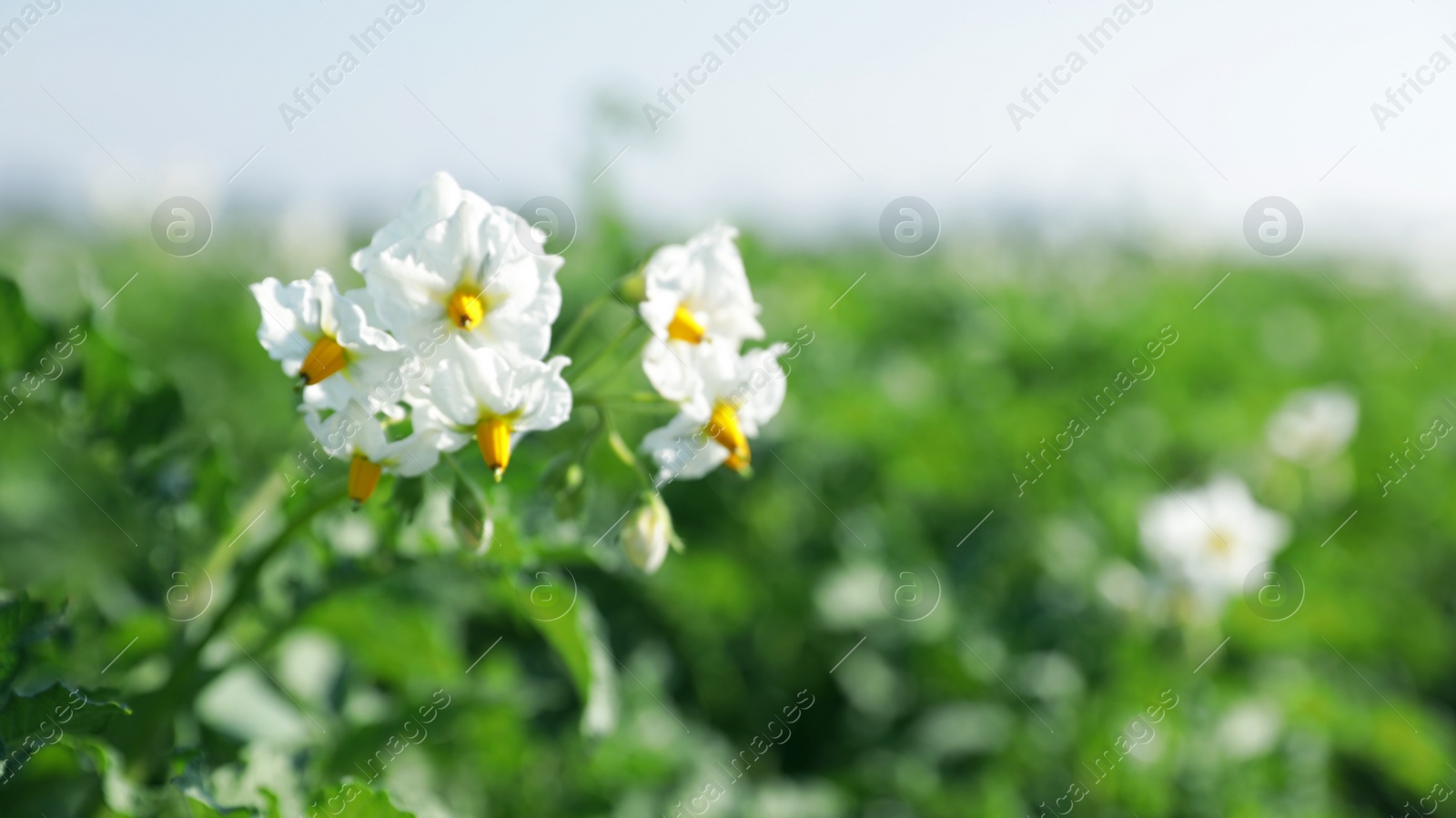 Photo of Blooming potato bushes in field against blue sky, closeup