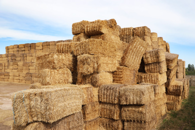 Photo of Many cereal hay bales outdoors. Agriculture industry