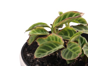 Photo of Potted houseplant with damaged leaves on white background, closeup
