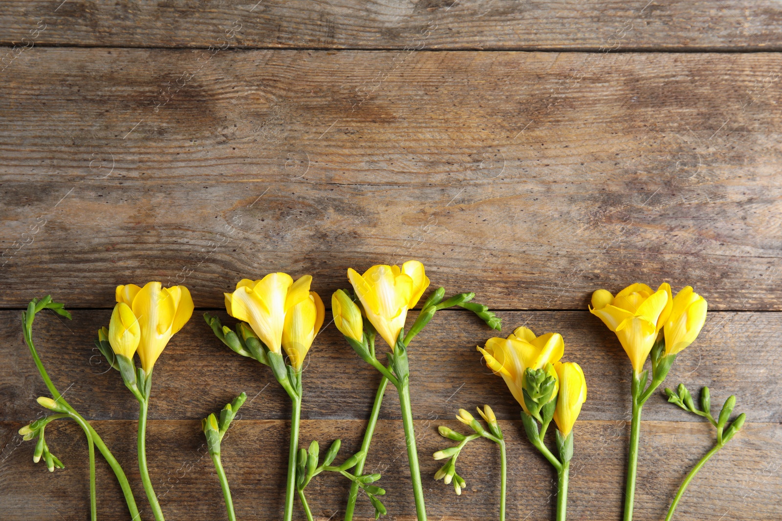 Photo of Beautiful fresh freesia flowers on wooden background, flat lay. Space for text