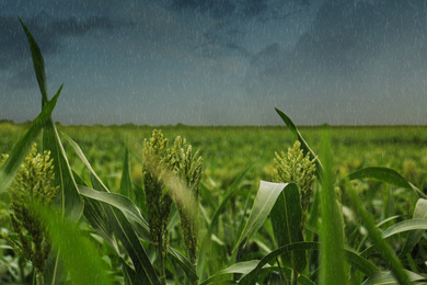 Image of Heavy rain over green corn plants in field on grey day
