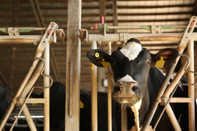 Photo of Pretty cow behind fence on farm, closeup. Animal husbandry