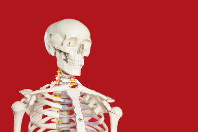 Photo of Artificial human skeleton model on red background. Space for text