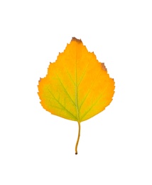 Photo of Beautiful leaf isolated on white. Autumn season