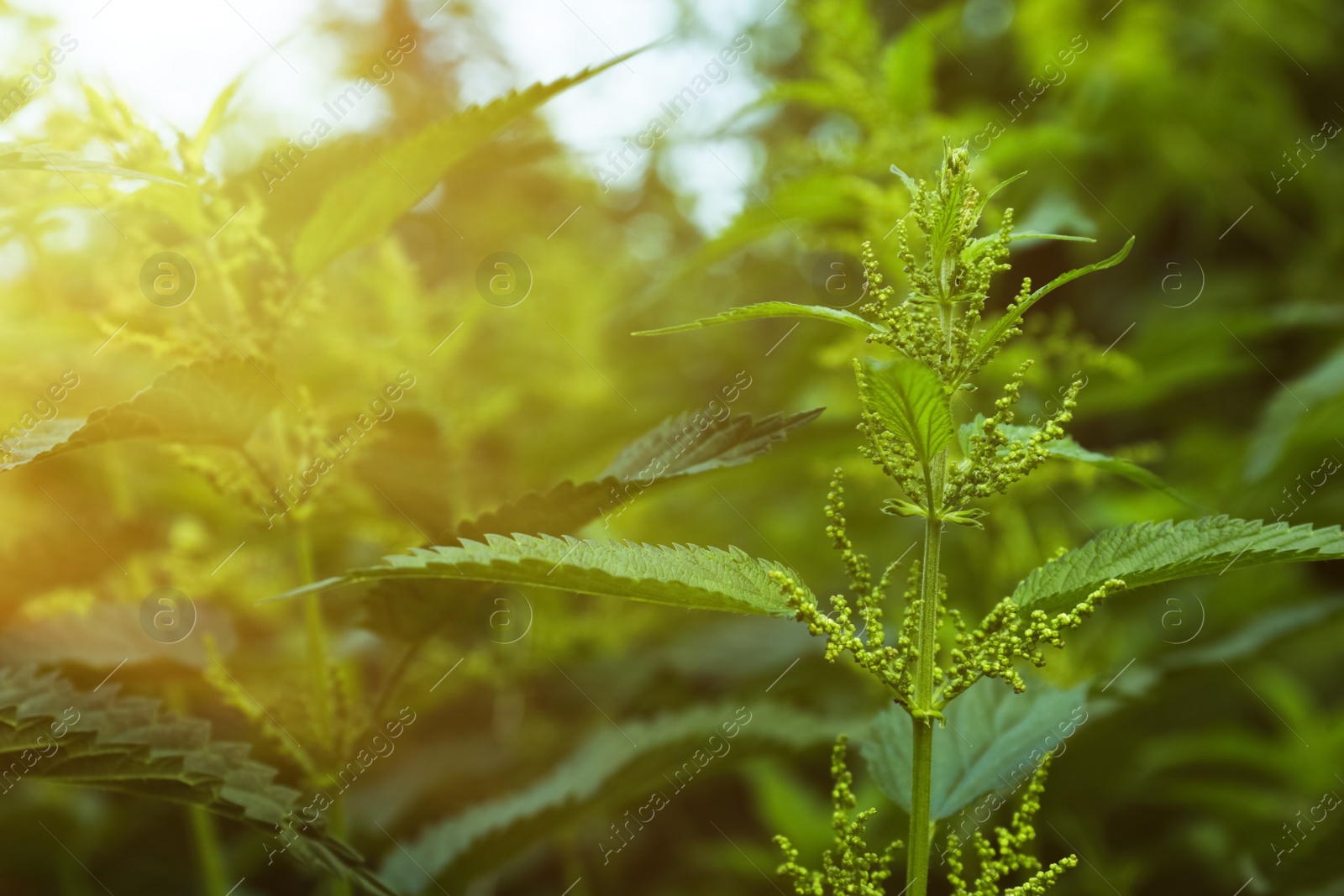 Photo of Beautiful green stinging nettle growing outdoors, closeup