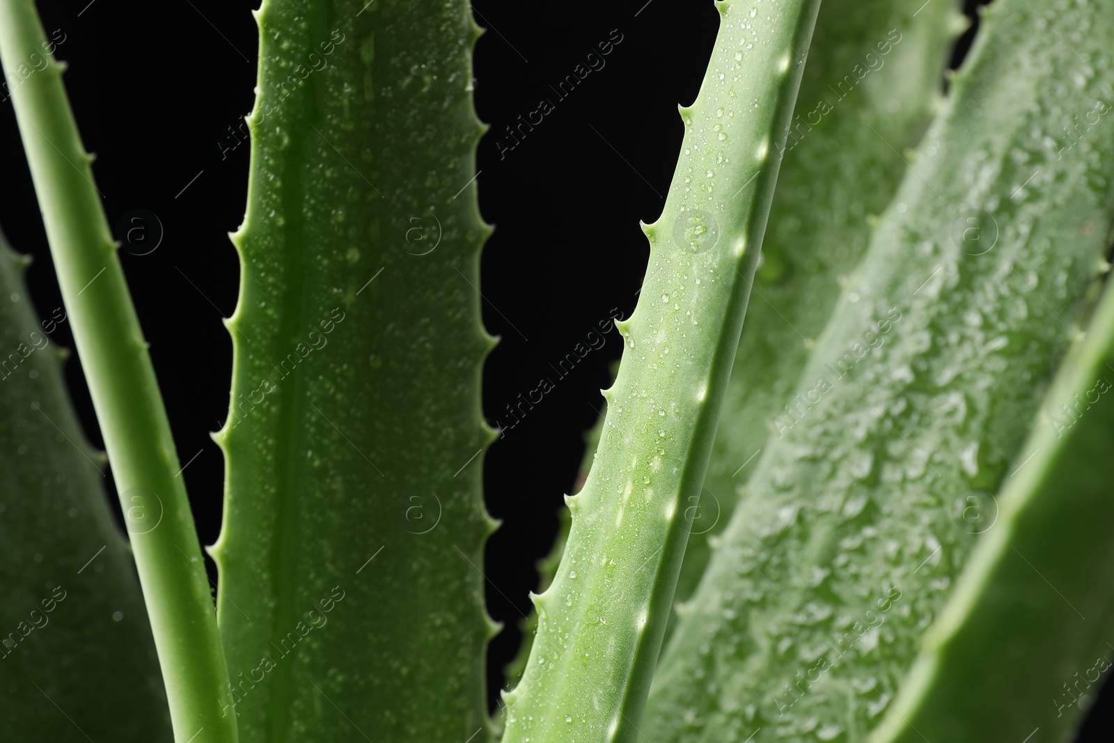 Photo of Green aloe vera plant with water drops on black background, closeup