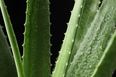 Green aloe vera plant with water drops on black background, closeup