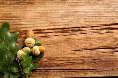 Photo of Oak branch with green leaves and acorns on wooden table, top view. Space for text