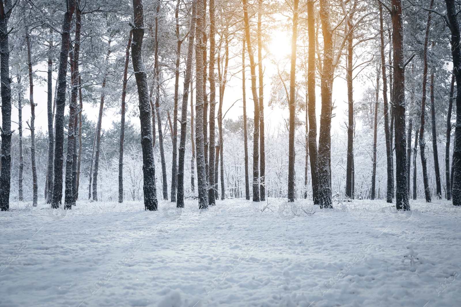 Photo of Beautiful view of snowy forest on winter day