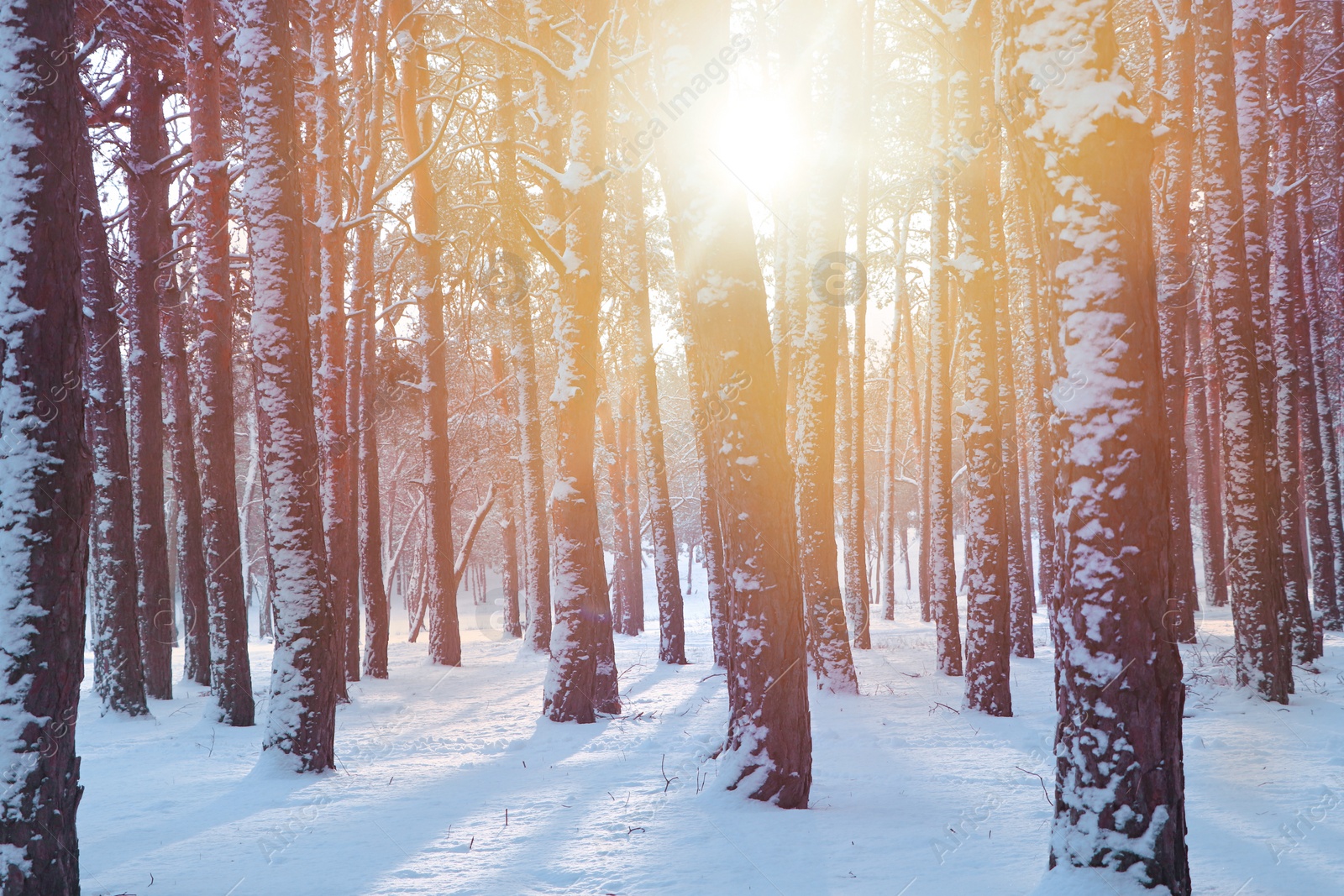 Image of Amazing winter morning. Beautiful forest covered with snow