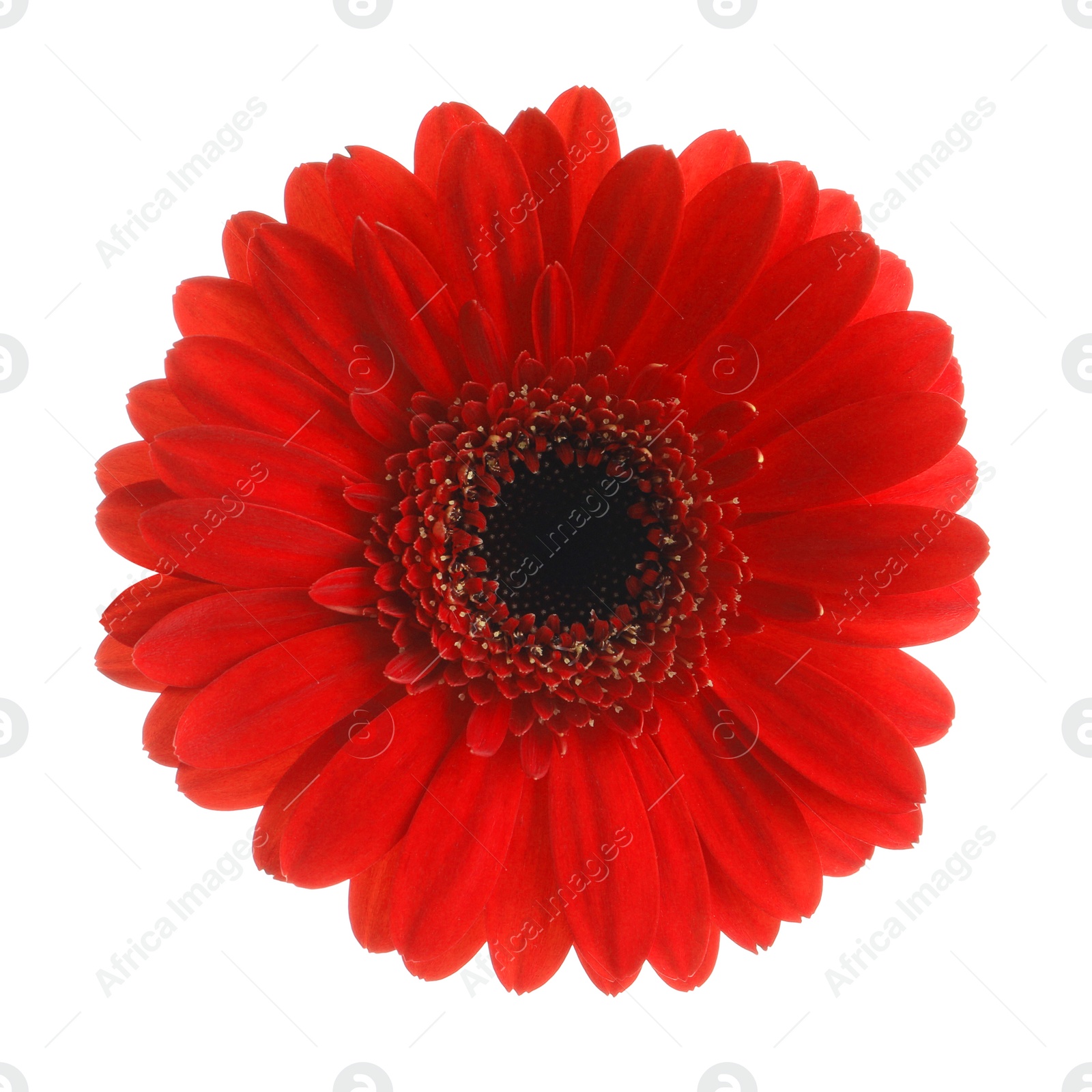 Photo of Beautiful red gerbera flower on white background