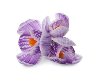 Photo of Beautiful fresh crocus flowers on white background